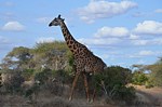 Safari Kenya 0274.jpg